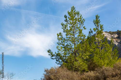 Young pine trees against the background of the blue sky. Coniferous pine trees growing on a rocky terrain.