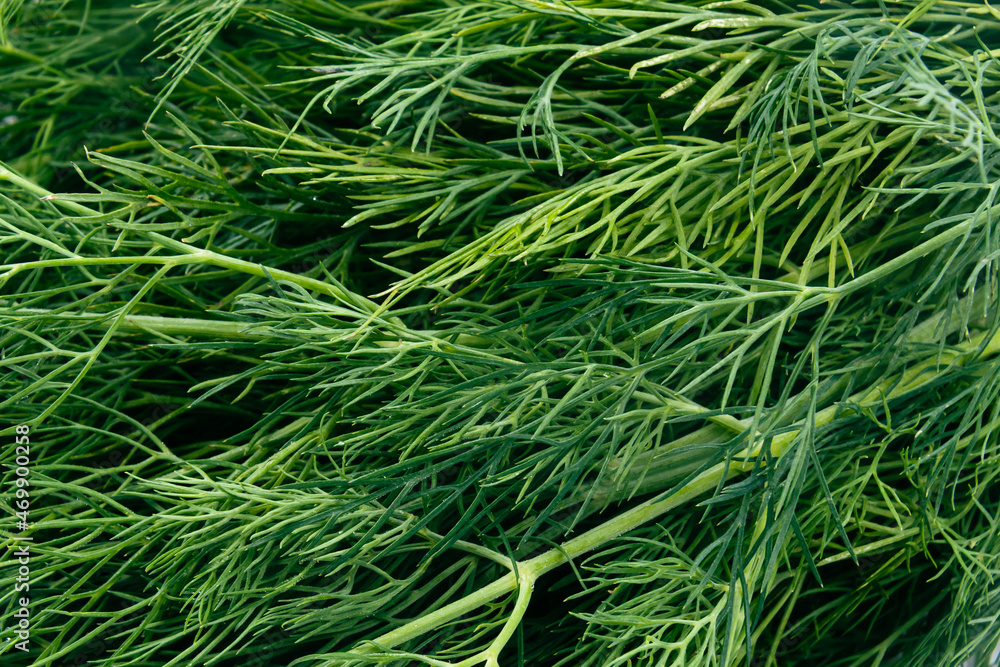 fond d'aneth vert frais en gros plan fond d'aneth vert frais en gros plan