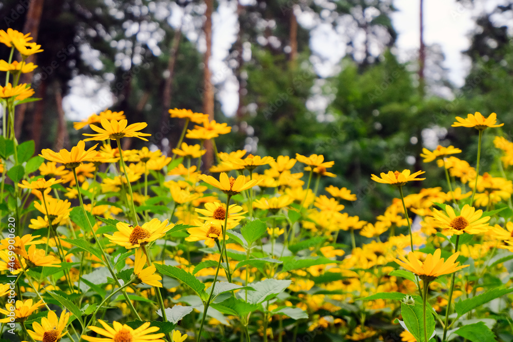 Fototapeta premium Yellow chamomile flowers on a background of green foliage. Bright colored natural background.