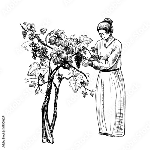 Woman harvesting berries on vineyard. Engraving black vintage