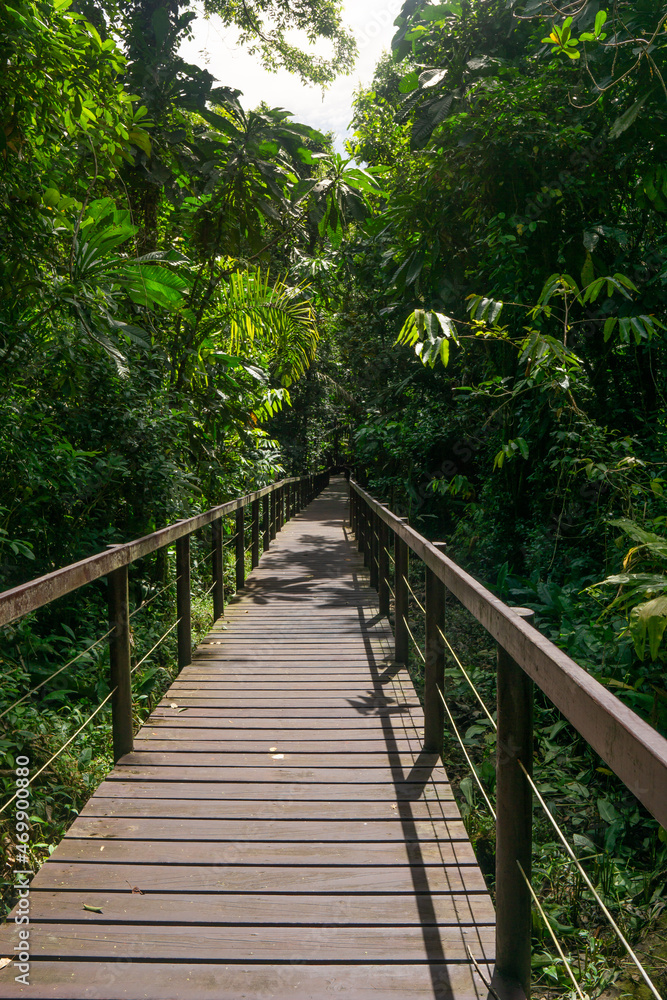 walkway trough nature walkway trough nature