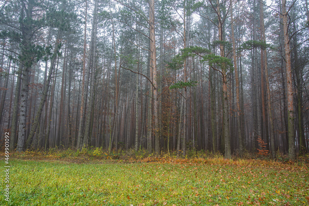 Obraz premium misty autumn forest