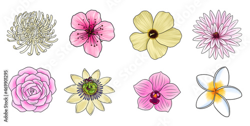 drawing set of different flowers isolated at white background  hand drawn illustration