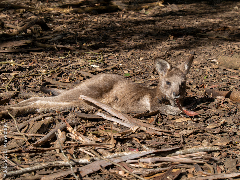 Fototapeta premium カンガルーの赤ちゃん 寝そべっている様子