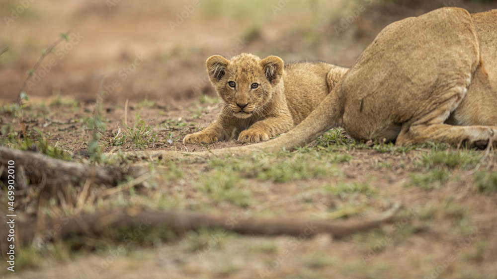 Naklejka premium Lion cub