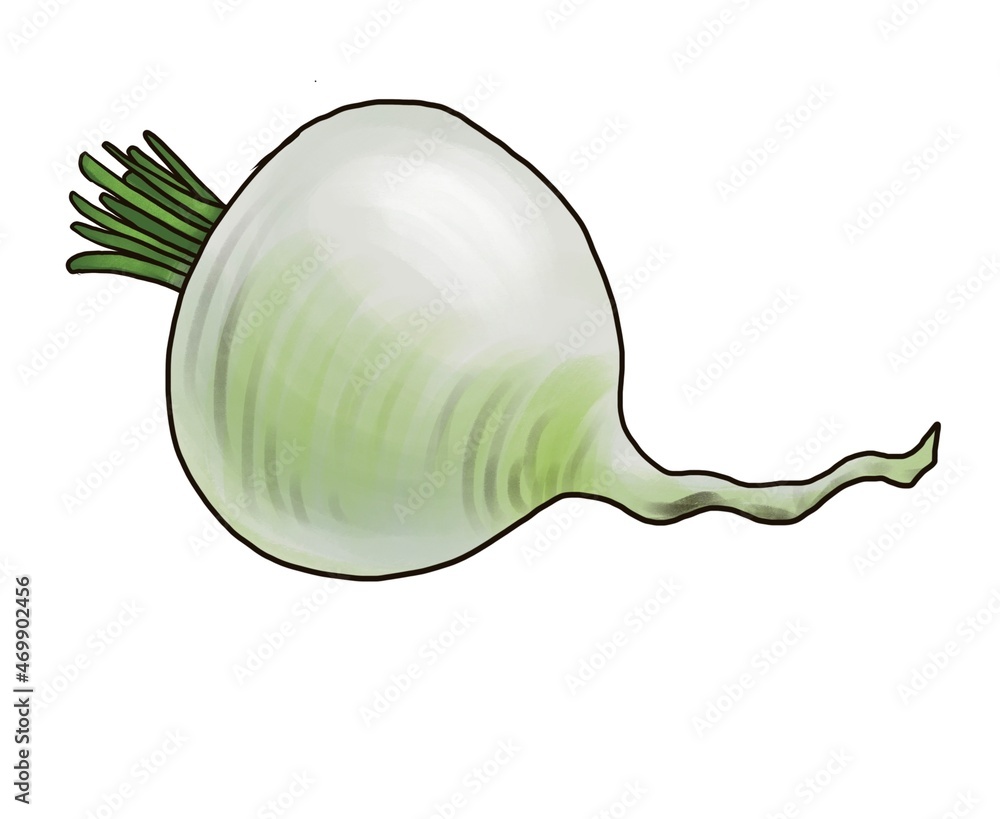 drawing root of redish isolated at white background, hand drawn illustration drawing root of redish isolated at white background, hand drawn illustration
