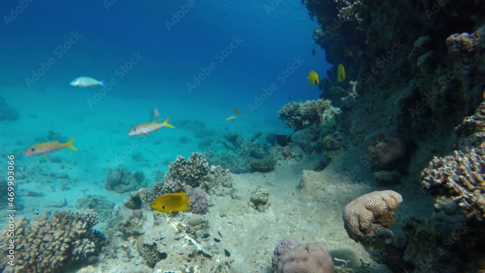 The marine life of tropical fish. Coral reef. Tropical sea and coral reef. The marine life of tropical fish. Coral reef. Tropical sea and coral reef.