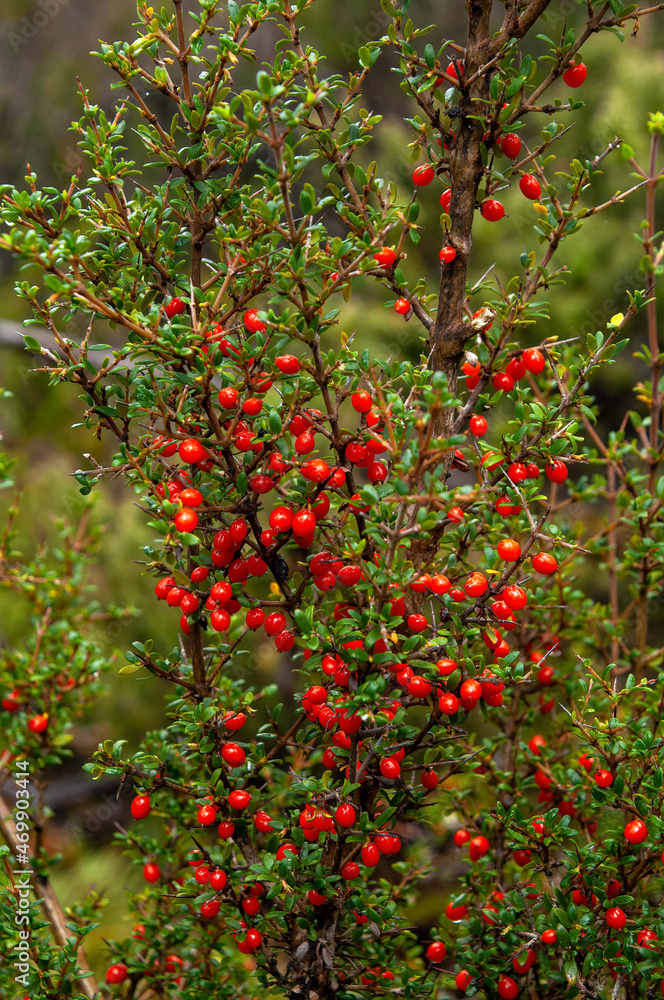 Lake St Clair Australia, coprosma nitida shrub with bright shiny red berries