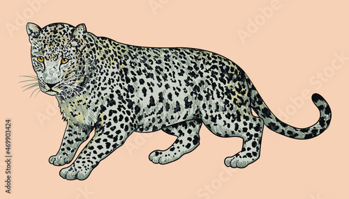 Arabian leopard pictures, rare, wild aniaml, art.illustration, vector photo