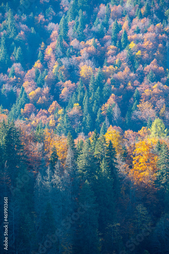 background autumn colorful trees in the mountains