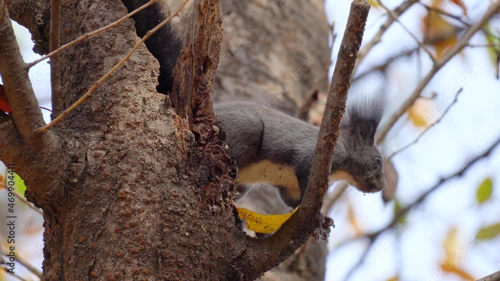 Squirrel standing on rotten stump of the tree and looking around with fast breath (Sciurus vulgaris) Squirrel standing on rotten stump of the tree and looking around with fast breath (Sciurus vulgaris)