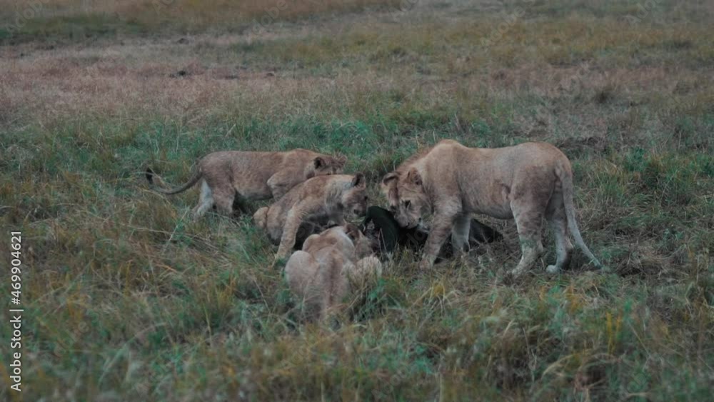 Lions eating a wildebeest in the wild in Masai Mara, Kenya. Lions eating a wildebeest in the wild in Masai Mara, Kenya.