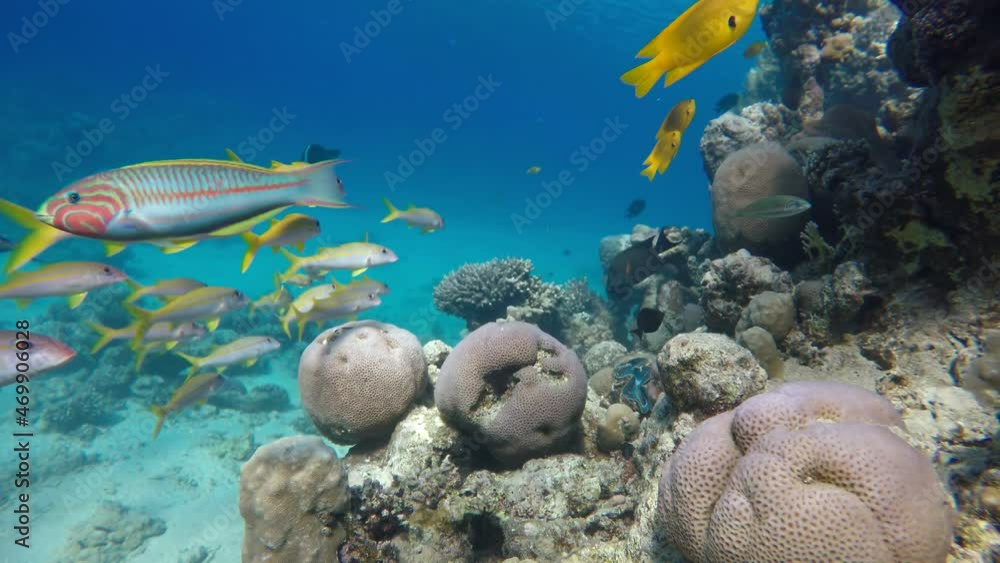 The amazing world of a coral reef. Beautiful coral flowers and tropical fish. The amazing world of a coral reef. Beautiful coral flowers and tropical fish.