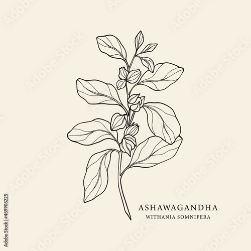 Hand drawn ashwagandha. Botanical illustration for organic cosmetics, ayurveda, alternative medicine