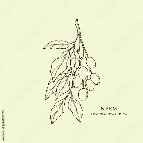 Hand drawn neem illustration. Botanical design