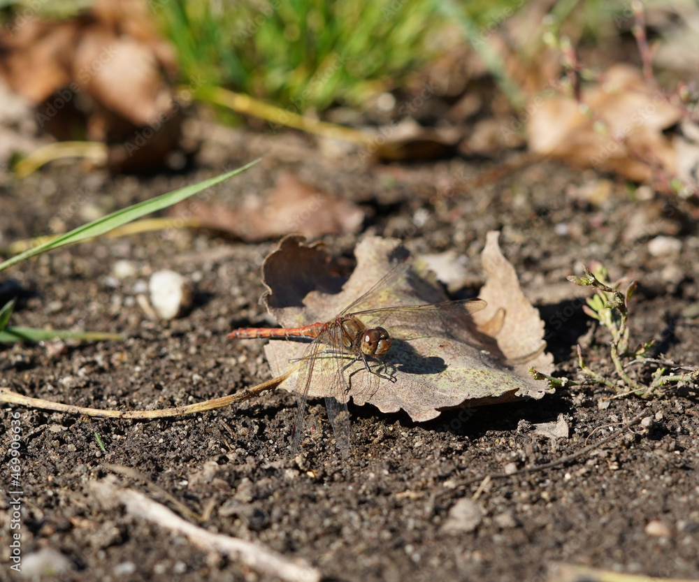 Brown dragonfly sitting on a leaf. Perfect coverage. Brown dragonfly sitting on a leaf. Perfect coverage.