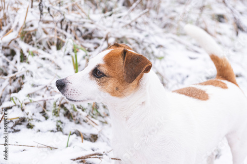 Portrait of a white dog Jack Russell Terrier standing in a winter forest or park, against a background of grass under the snow. Walking the dogs in nature. Care for pets. Young healthy animal.