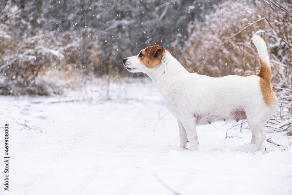 Dog Jack Russell Terrier standing sideways in the winter snowy forest. The hunting dog frozen, tail raised and looking into the distance. Dog Jack Russell Terrier standing sideways in the winter snowy forest. The hunting dog frozen, tail raised and looking into the distance.