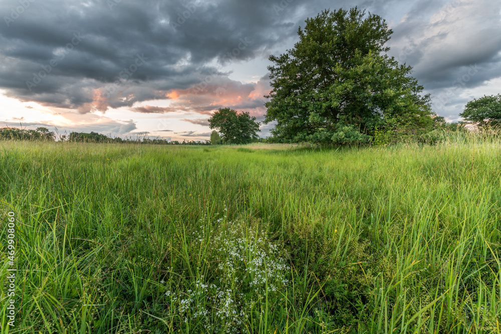 Large clouds over a swampy meadow in spring at dusk.