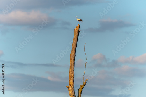 White stork perched on a large dead tree.