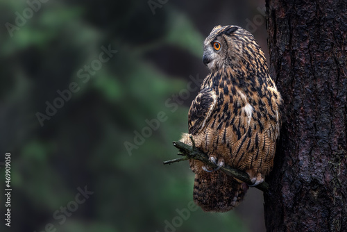 Medium-sized, rather slender owl with long "ear" tufts. Extensive range across Northern Hemisphere. North American birds are rather dark. Found in areas with a mix of dense cover for roosting.