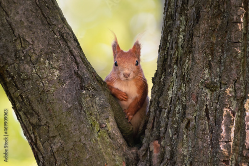 Very curious squirrel looking in between big branches of a tree. Fresh green background. Squirrels are members of the family Sciuridae, a family that includes small or medium-size rodents.