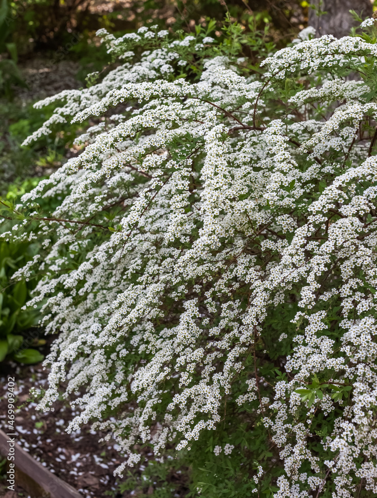 Flowers of the Spirea gray shrub in spring Flowers of the Spirea gray shrub in spring