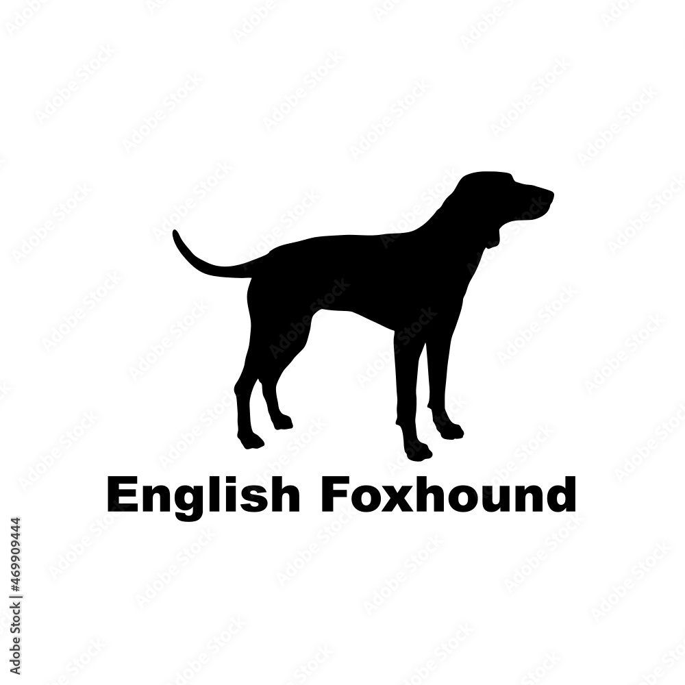 english foxhound