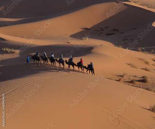 Camels in the desert. Caravan.