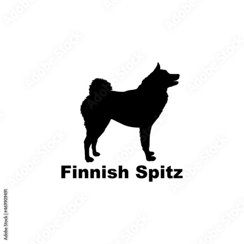  finnish spitz