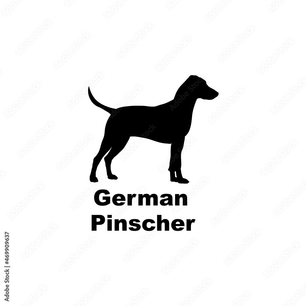 german pinscher.