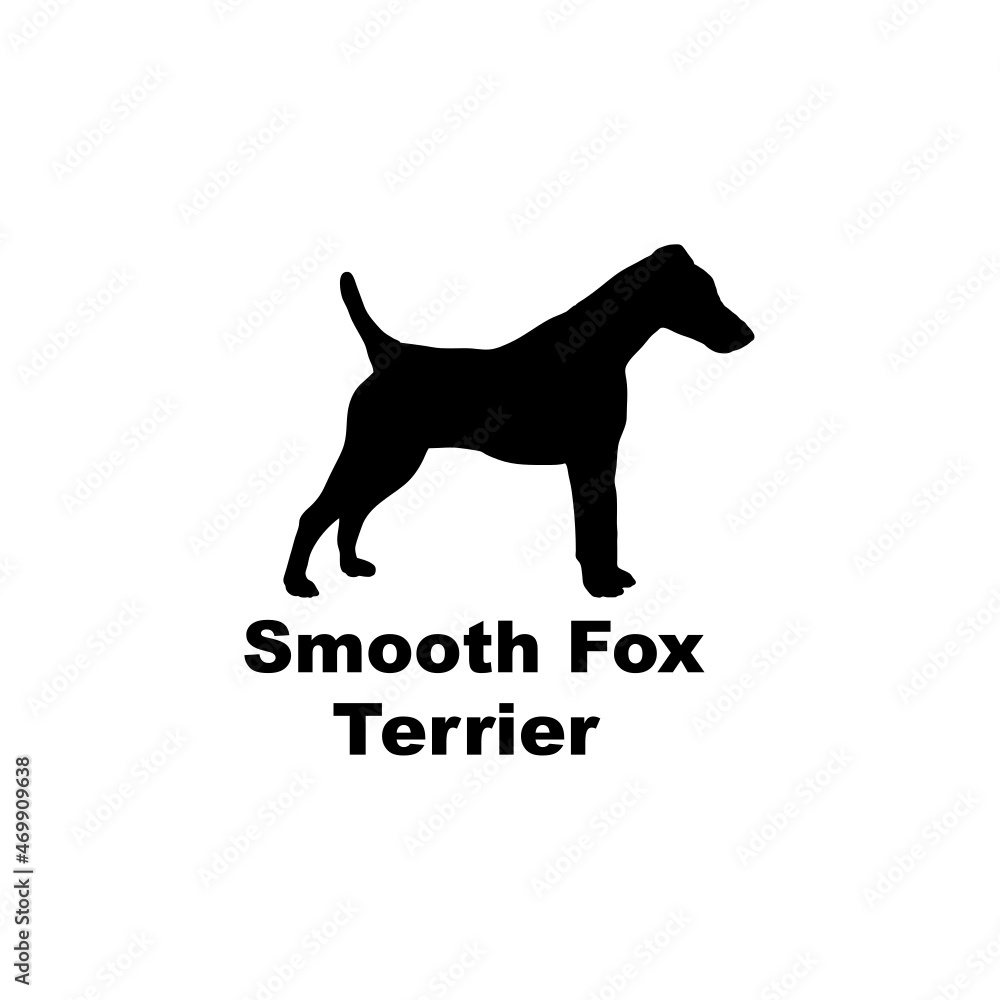 smooth fox terrier