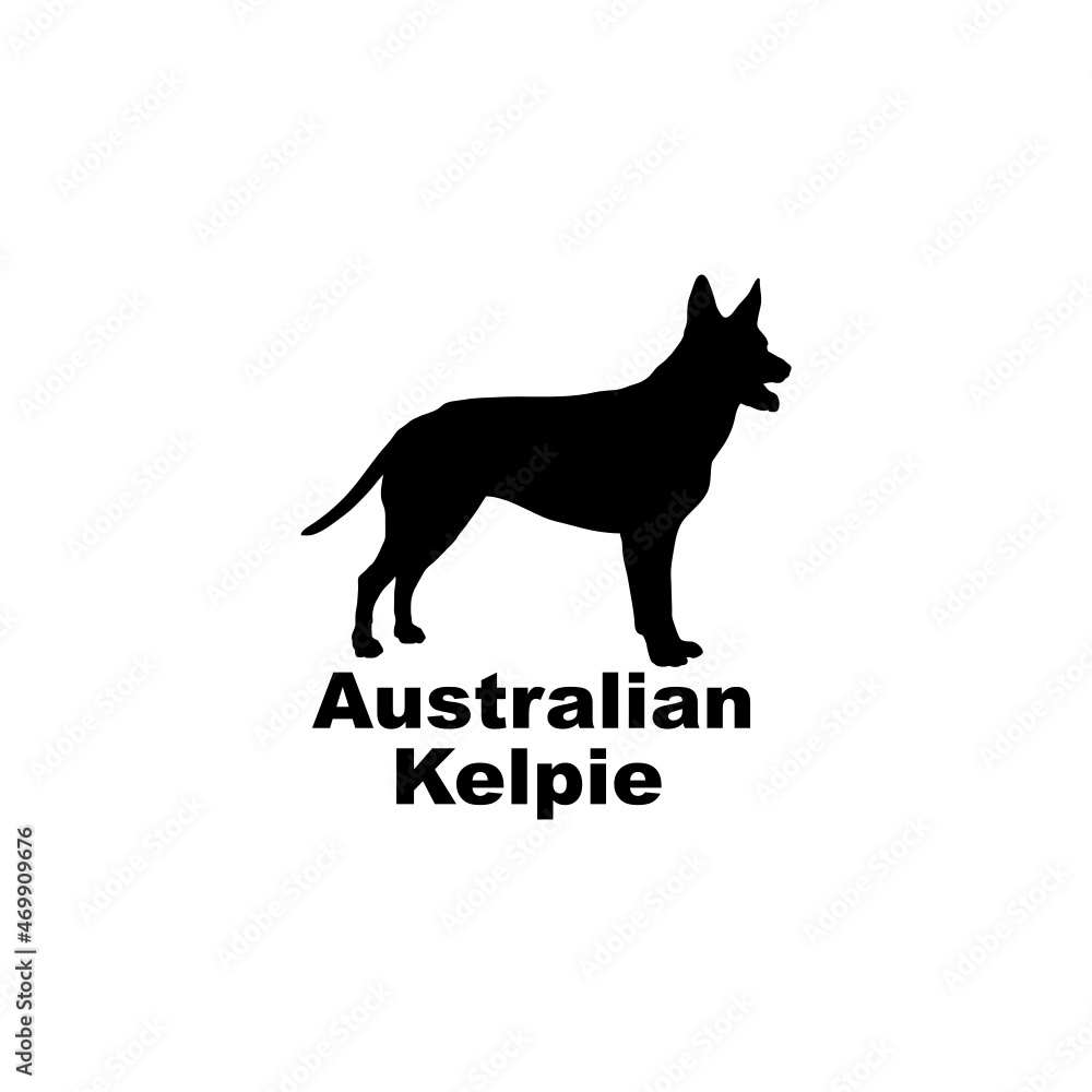 Australian Kelpie
