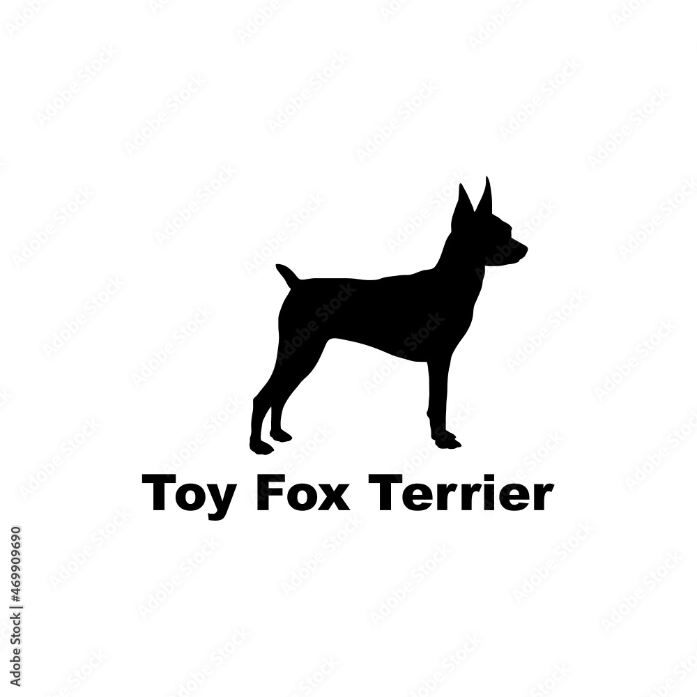 toy fox terrier. toy fox terrier.