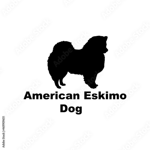 american eskimo dog