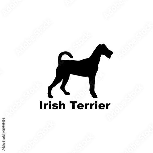  irish terrier