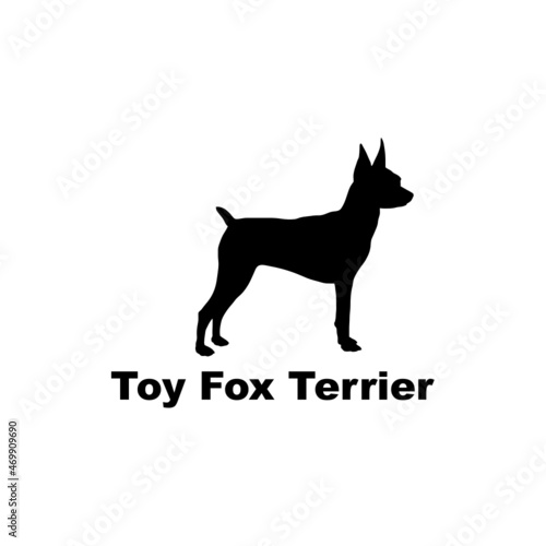 toy fox terrier.