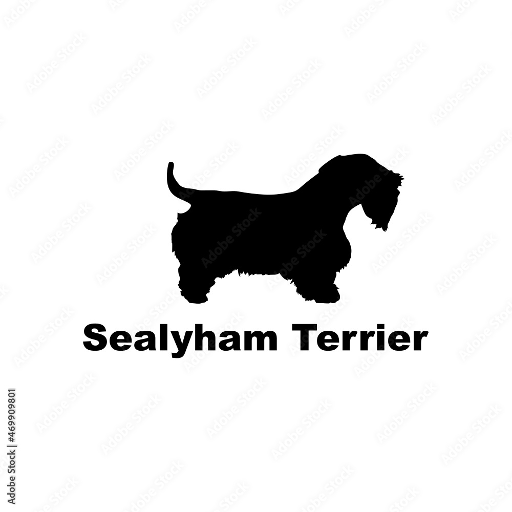 sealyham terrier.