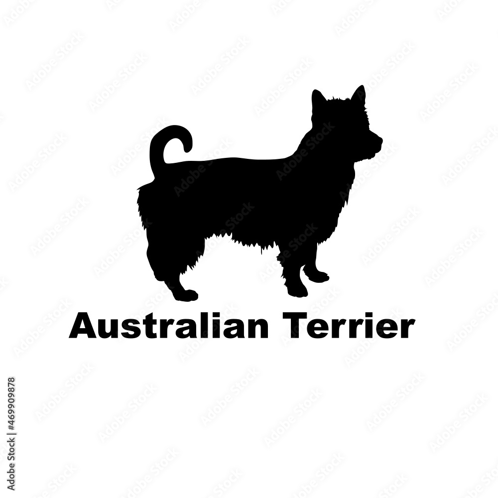 australian terrier. australian terrier.
