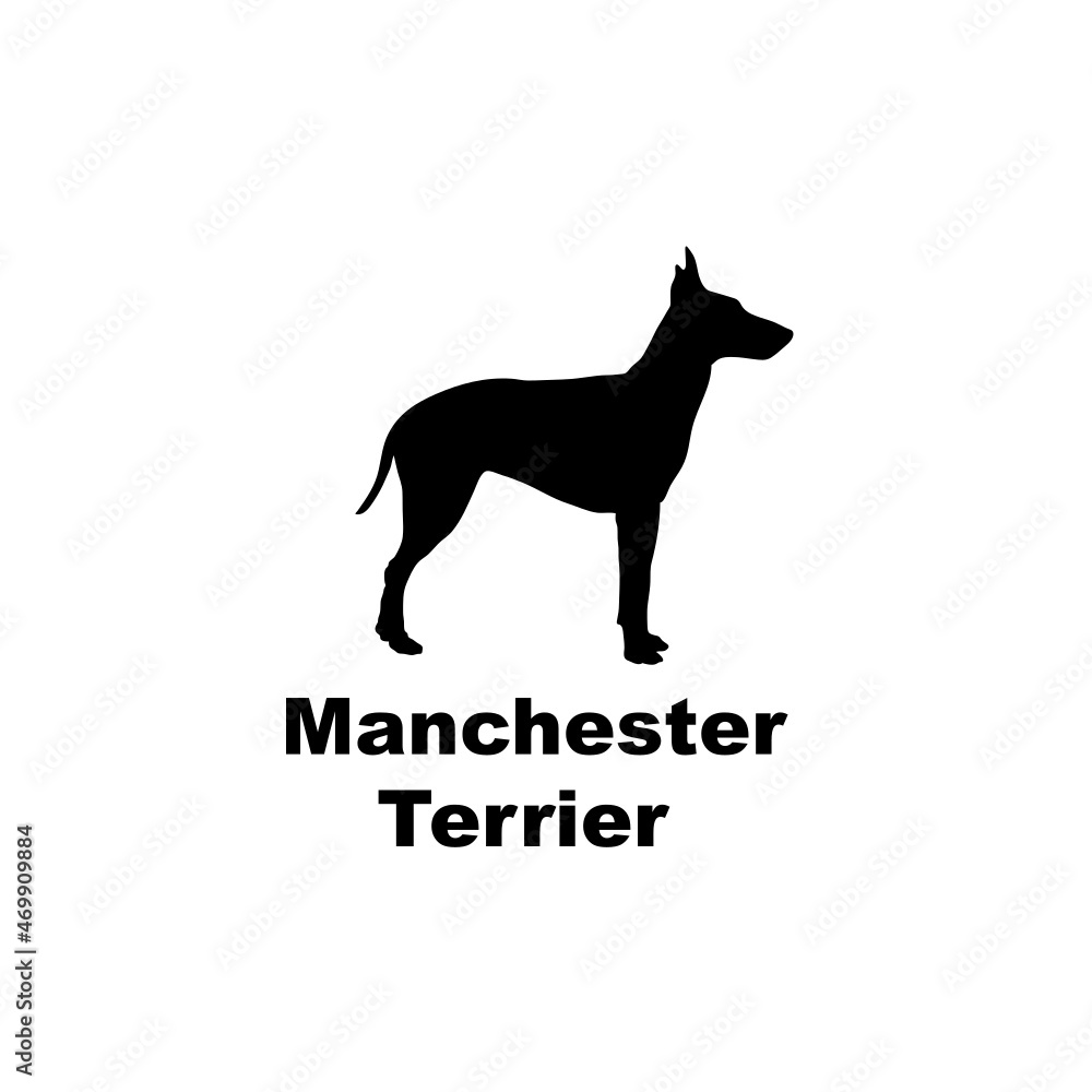 Obraz premium manchester terrier.