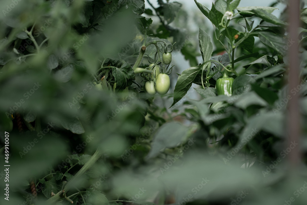 Green tomatoes on the branches. Growing vegetables in your home. Fresh health products from the garden. Green tomatoes on the branches. Growing vegetables in your home. Fresh health products from the garden.