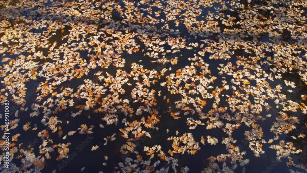 Aero view of fallen leaves on the water surface of a forest lake. autumn mood. Drone filming. Aero view of fallen leaves on the water surface of a forest lake. autumn mood. Drone filming.