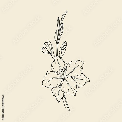 Wallpaper Mural Hand drawn line art gladiolus flower
