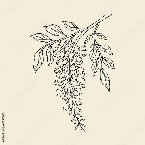 Line art wisteria flowers illustration photo