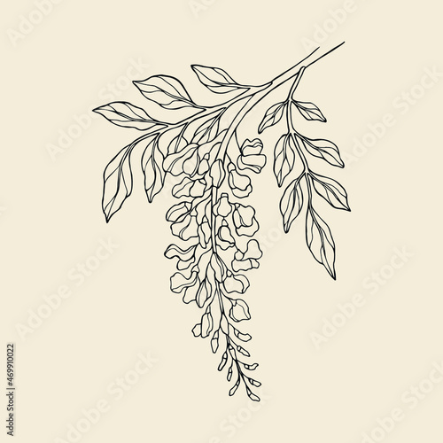 Line art wisteria flowers illustration