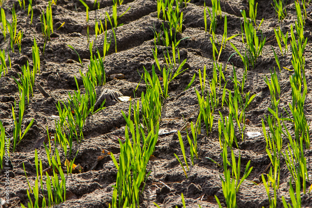 Seedlings of grain crops.
A grain of winter wheat sown in the fall has sprouted.
Seedlings of grain crops.
A grain of winter wheat sown in the fall has sprouted.