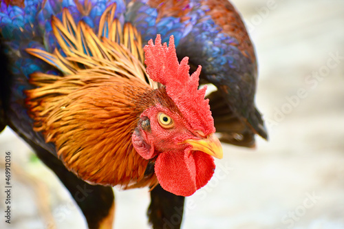 colorful cock. rooster isolated