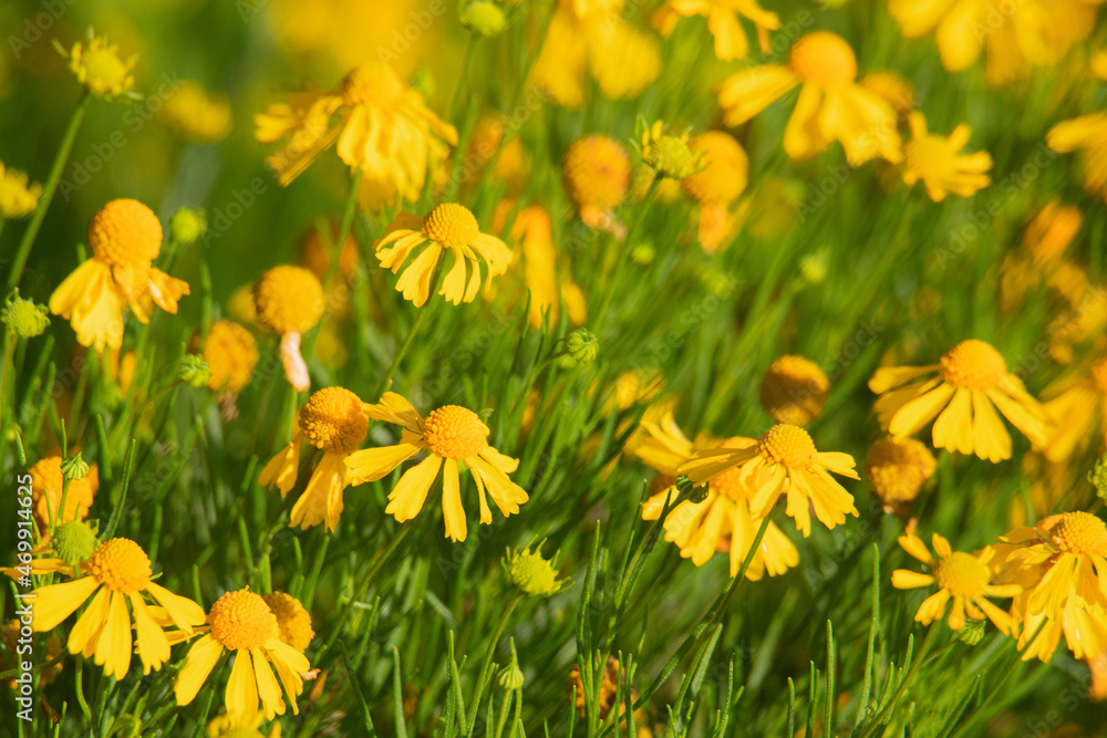 Fototapeta premium yellow flowers in the grass
