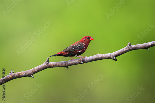 Red avadavat, red munia or strawberry finch perched on a tree branch