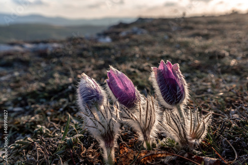 Dream-the beautiful grass Pulsatilla patens blooms in the spring in the mountains. The golden hue of the setting sun. Atmospheric spring background. Delicate, fragile flowers in selective focus at
